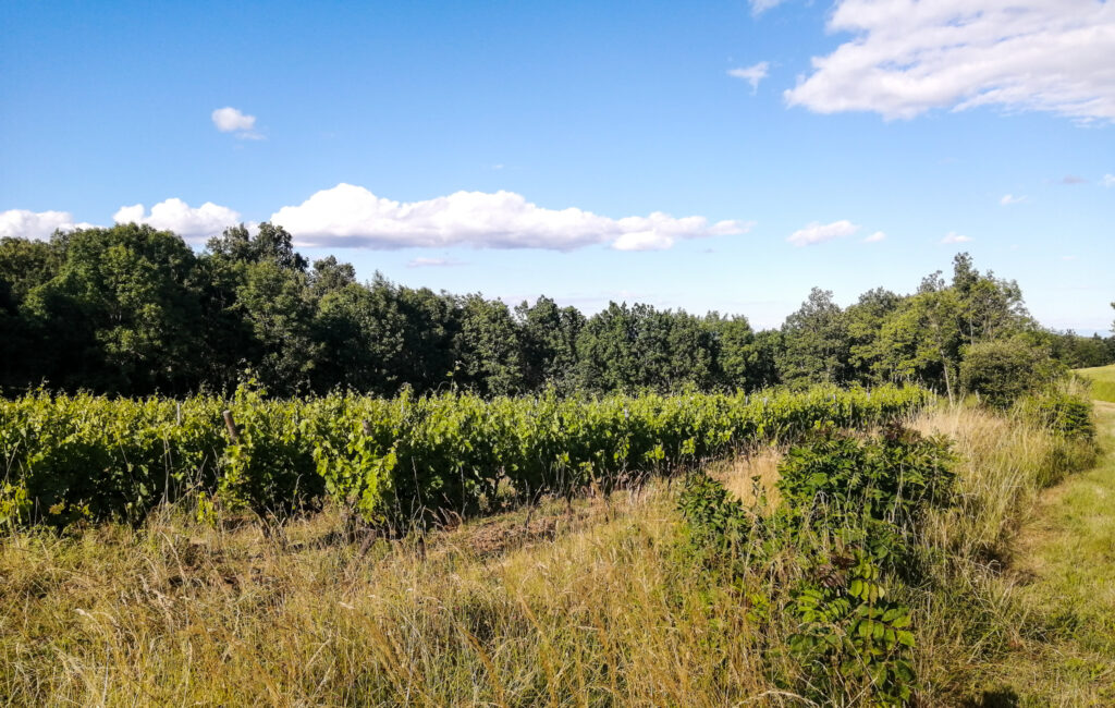 Vignes - mas de l'escarida