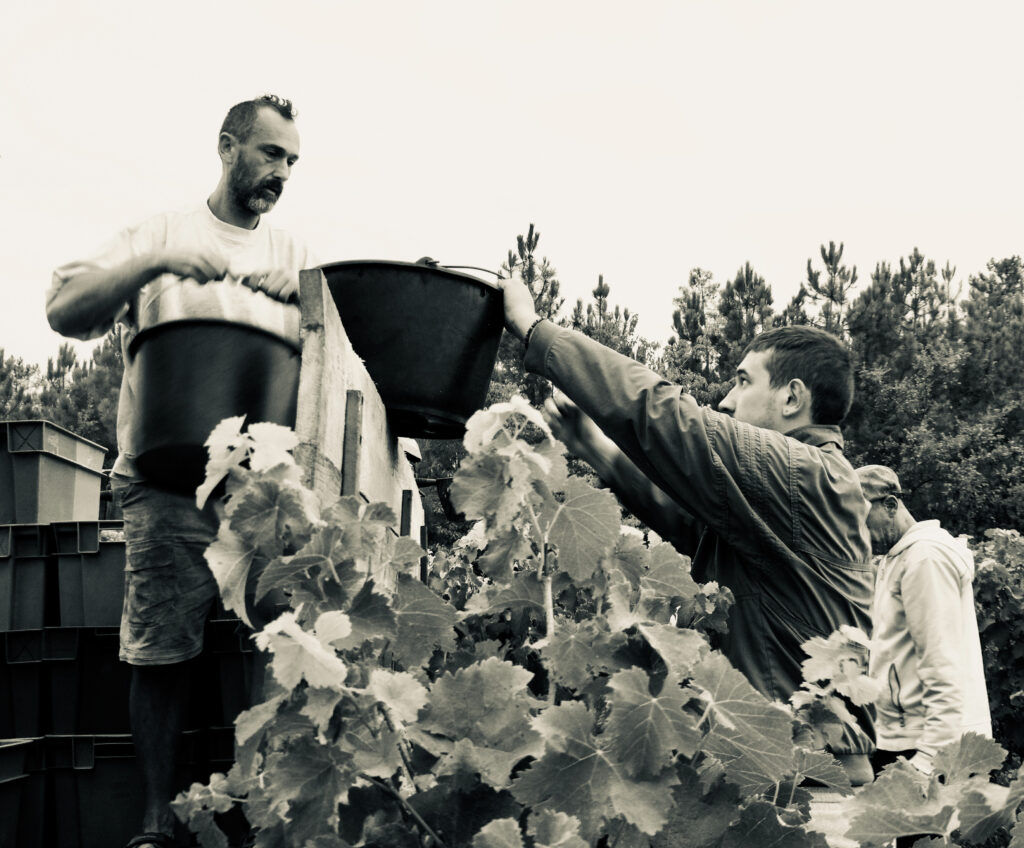laurent fell - mas de l'escarida