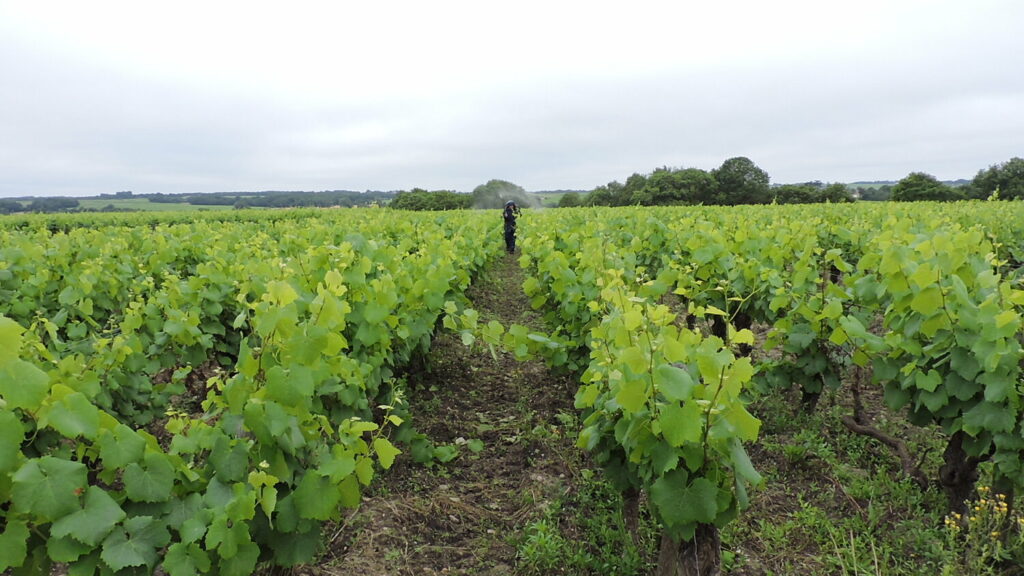 vignes Domaine Complémen'terre