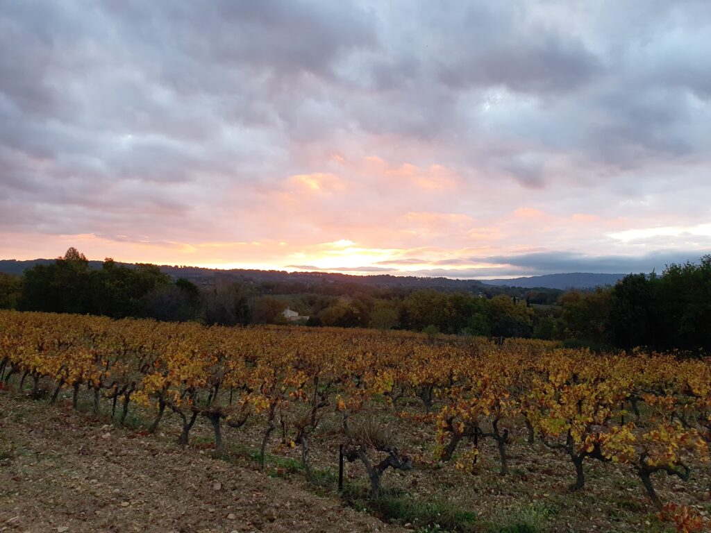 vignes domaine de la cavalière