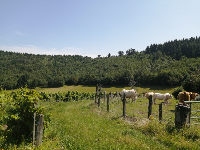 ferme Michel Guignier