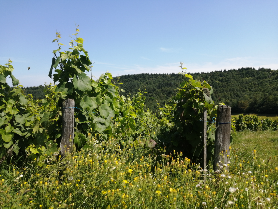 vignes Michel Guignier